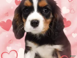 Cavalier King Charles Spaniel dogs Cavalier King Charles Spaniel Puppy 1 - Ad 17