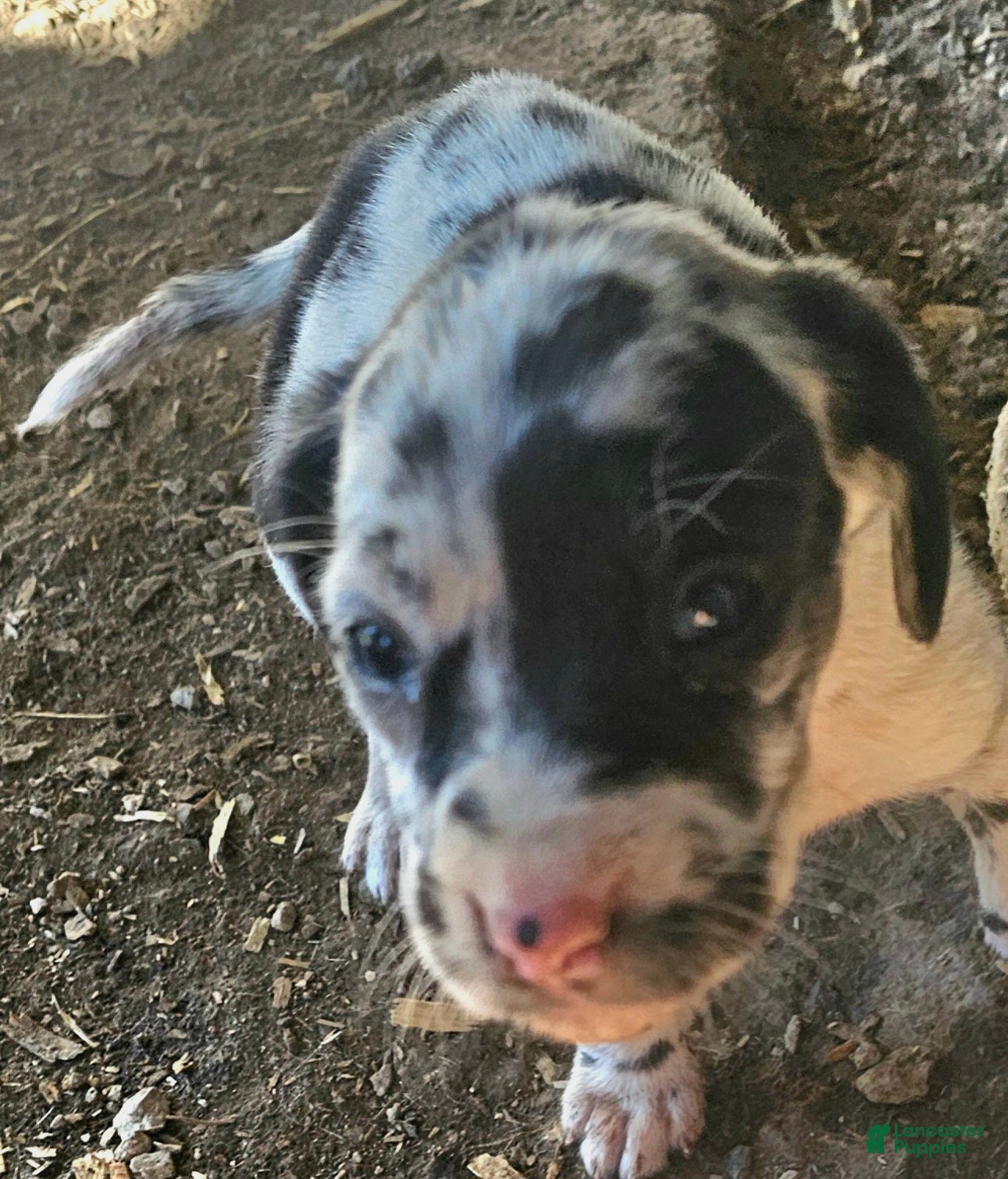 Mixed Breed dogs Rebae - Ad 35