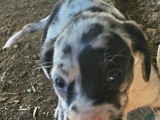 Mixed Breed dogs Rebae - Ad 32