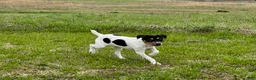 Jack Russell Terrier dogs for sale: Jack Russell Terrier Boy 2 - Ad 4