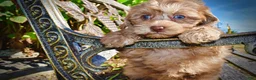 Havapoo dogs for sale: Porsha - Ad 4
