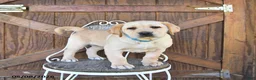 Labrador Retriever dogs for sale: Crystal - Ad 2