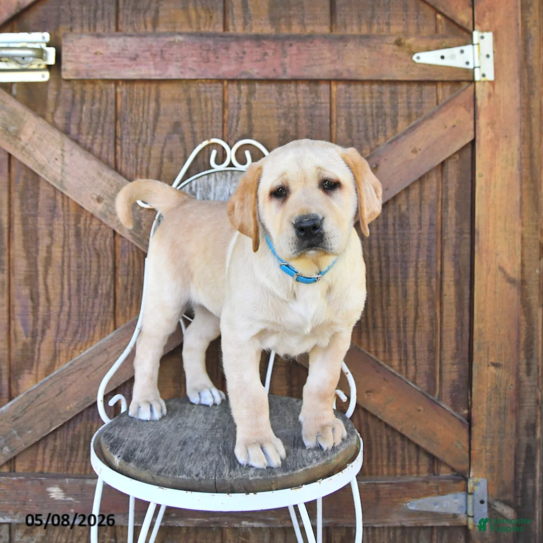 Labrador Retriever dogs for sale: Crystal - Ad 2