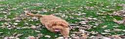 Cockapoo dogs for sale: Glen - Ad 4