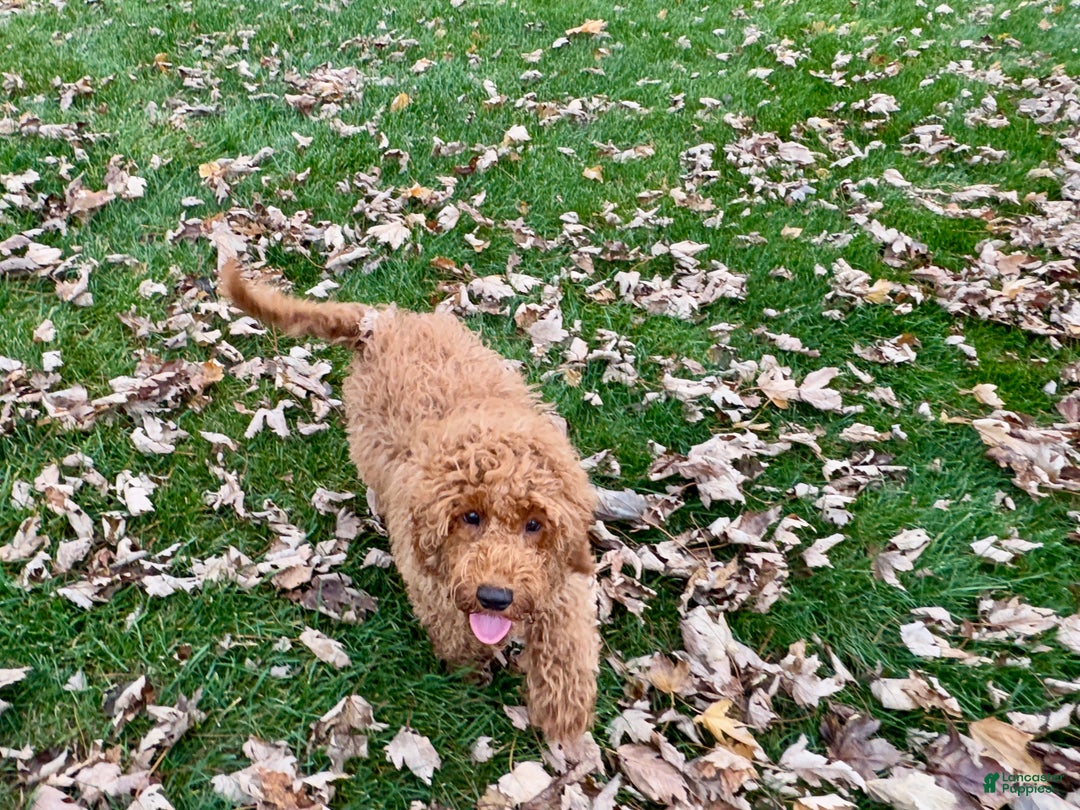 Cockapoo dogs for sale: Glen - Ad 4