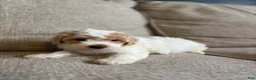 Maltipoo dogs for sale: Honey  - Ad 3