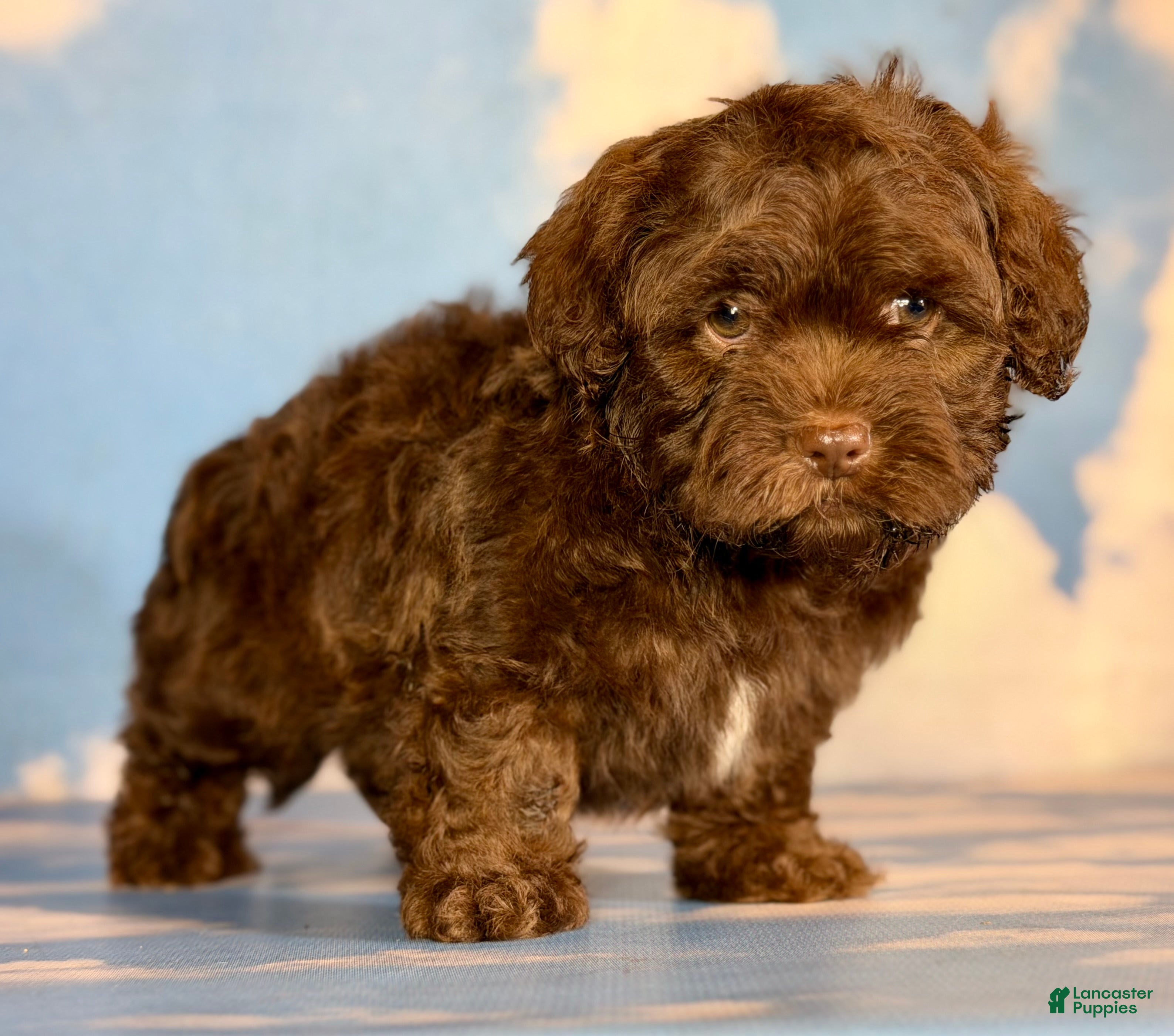 Shihpoo dogs Fudge  - Ad 2