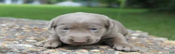 Labrador Retriever dogs for sale: Alley - Ad 4