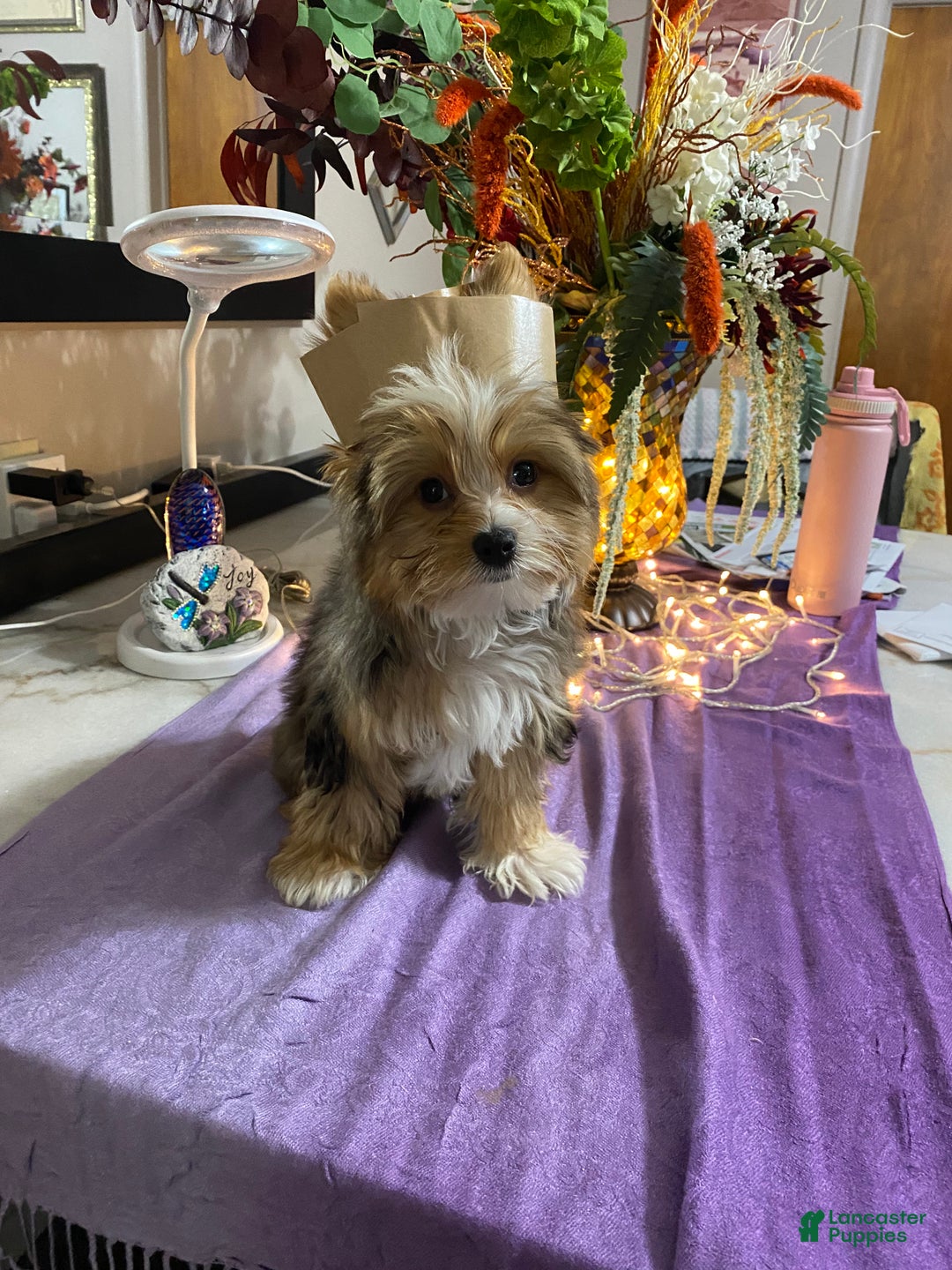 Yorkshire Terrier dogs for sale: Gucci - Ad 7