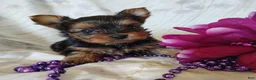 Yorkshire Terrier dogs for sale: Anna - Ad 5