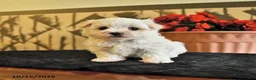 Maltese dogs for sale: Angela - Ad 2