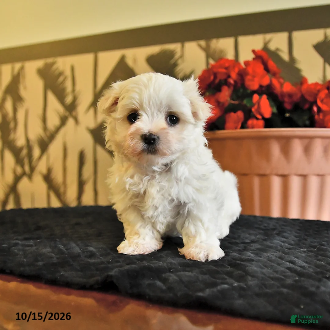 Maltese dogs for sale: Angela - Ad 2