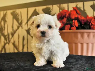 Maltese dogs Angela - Ad 2