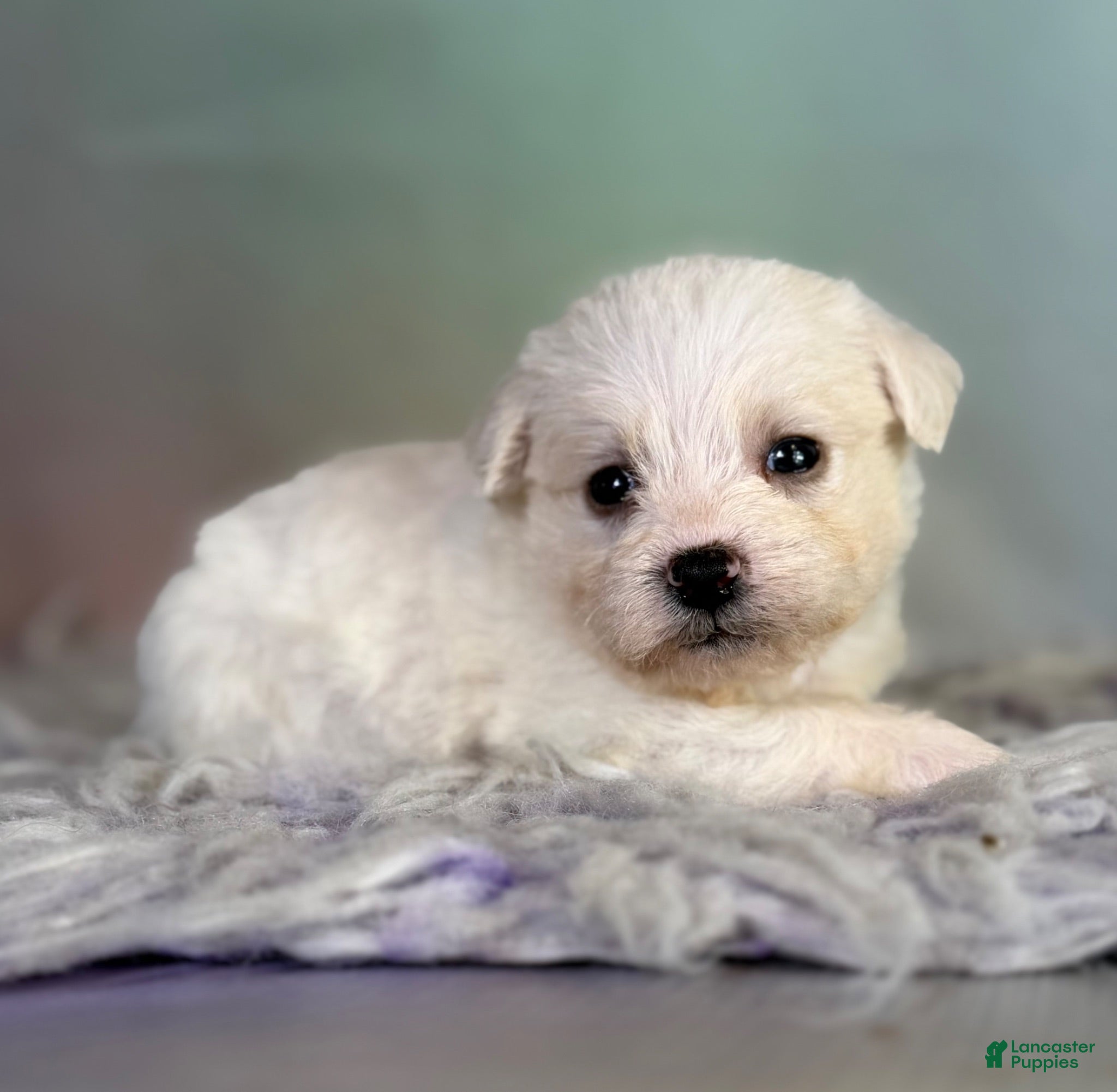 Schnoodle dogs Pearl - Ad 2