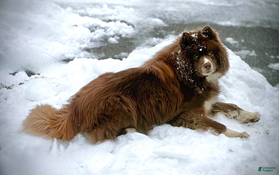 Siberian Husky dogs for sale: Vesuvius - Ad 4