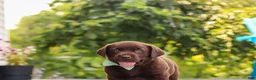 Labrador Retriever dogs for sale: Echo - Ad 11