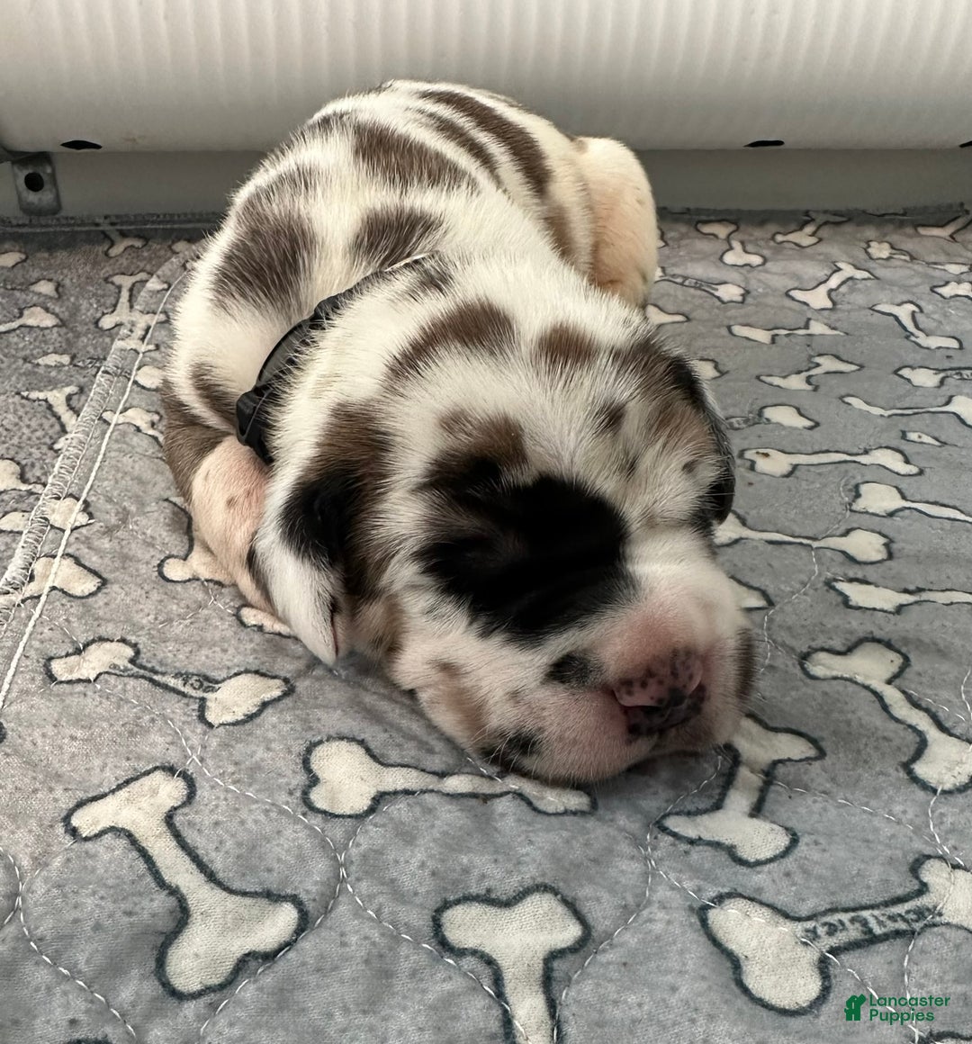 Great Dane dogs for sale: Brown/Black Collar - Ad 1