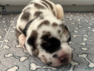 Great Dane dogs Brown/Black Collar - Ad 9