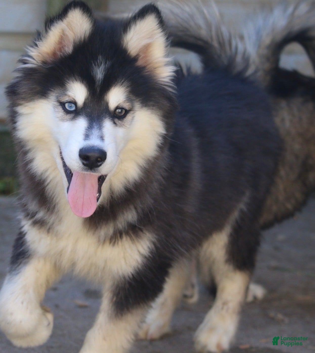 Pomsky dogs for sale: Major - Ad 1