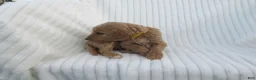 Goldendoodle dogs for sale: Sandy - Ad 3