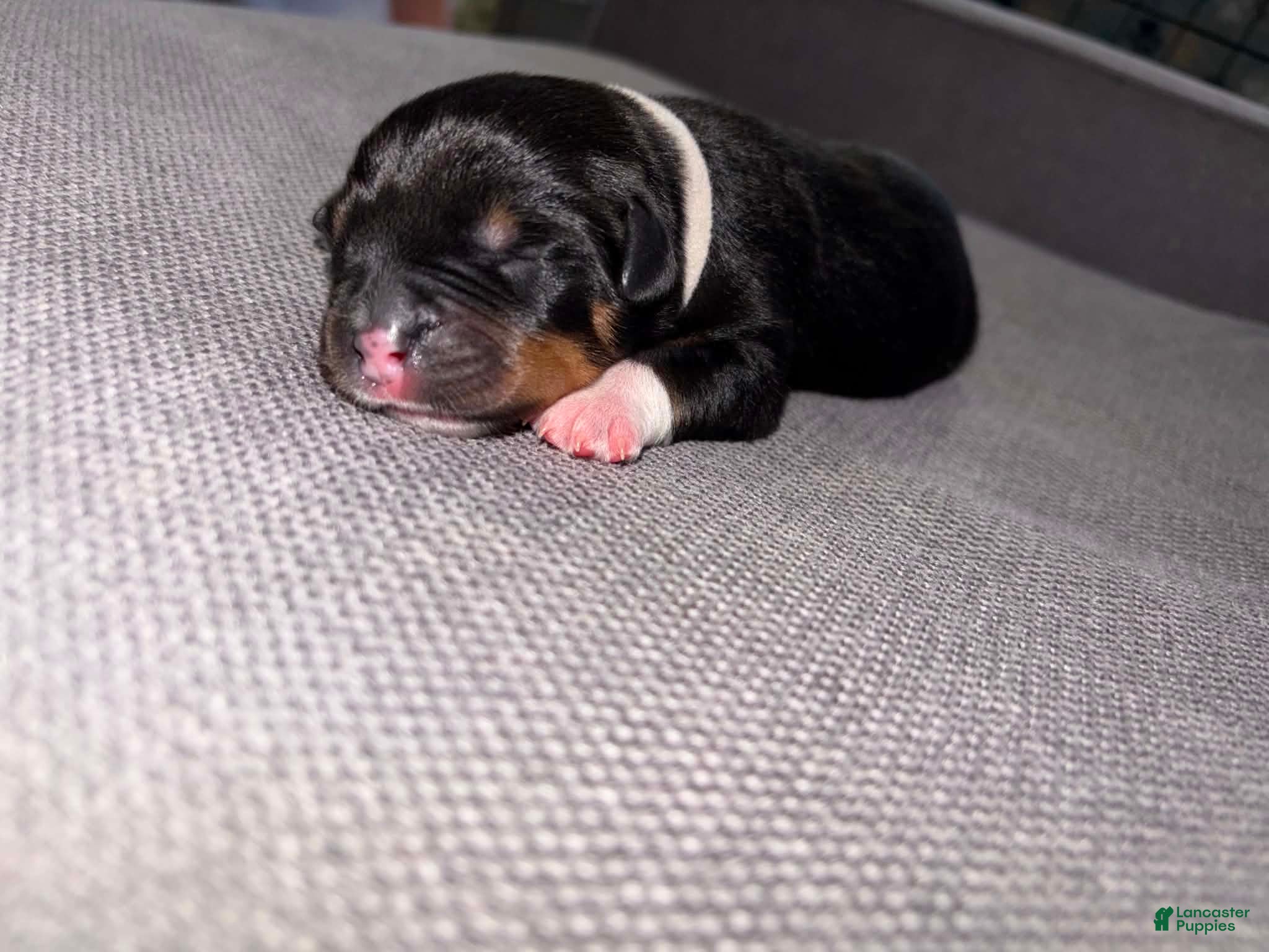 Mixed Breed dogs Mixed Breed Puppy 1 - Ad 4