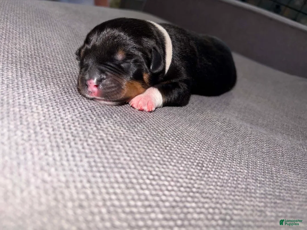 Mixed Breed dogs for sale: Mixed Breed Puppy 1 - Ad 1