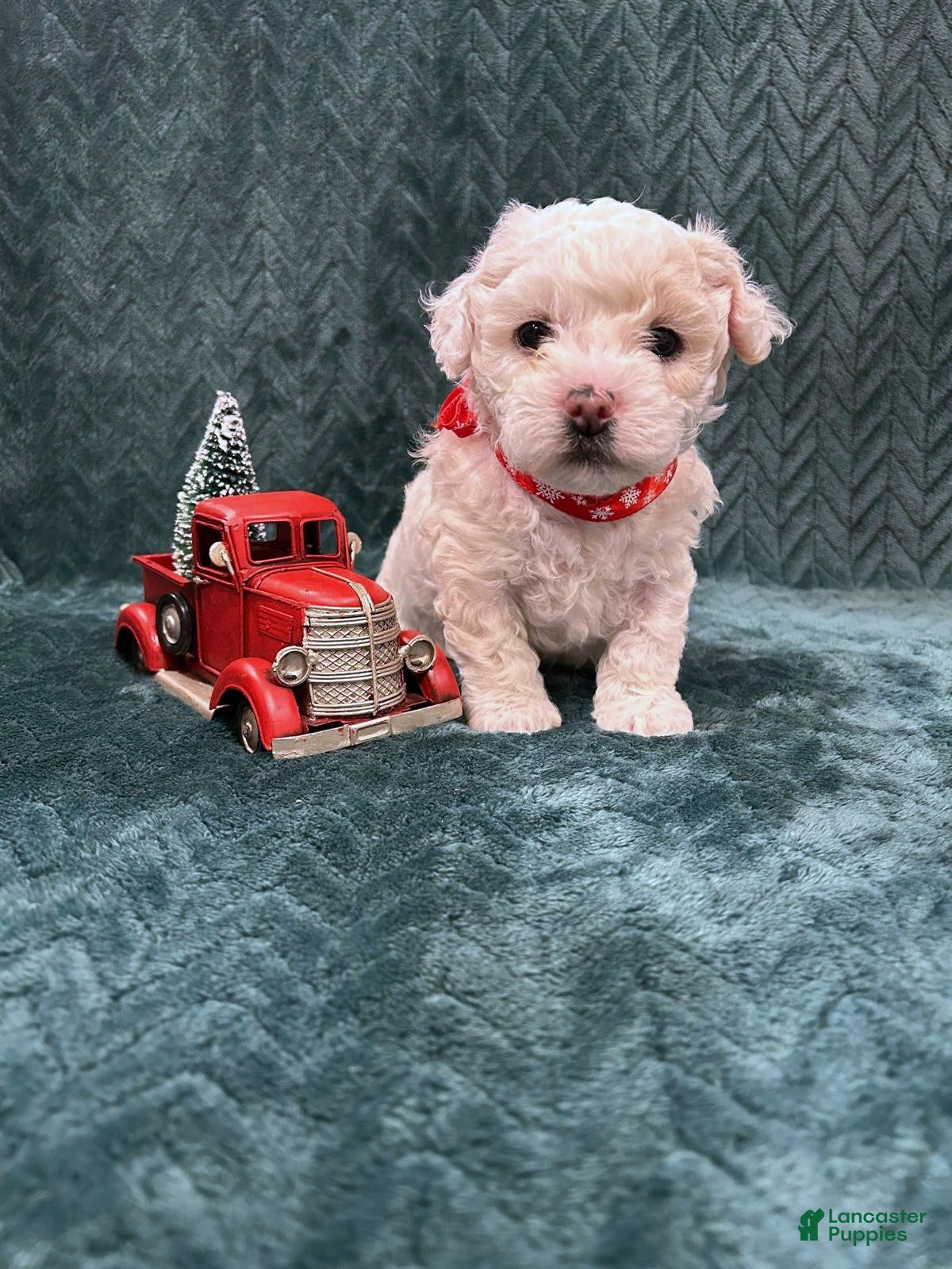 Mixed Breed dogs Sugarplum - Ad 32