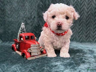 Mixed Breed dogs Sugarplum - Ad 32