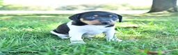 Rat Terrier dogs for sale: Zuma - Ad 5
