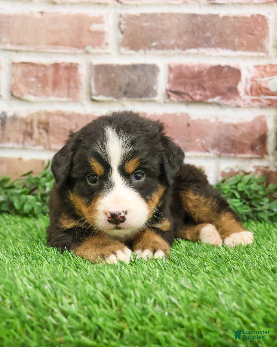 Bernese Mountain Dog dogs for sale: Snowflake  - Ad 3