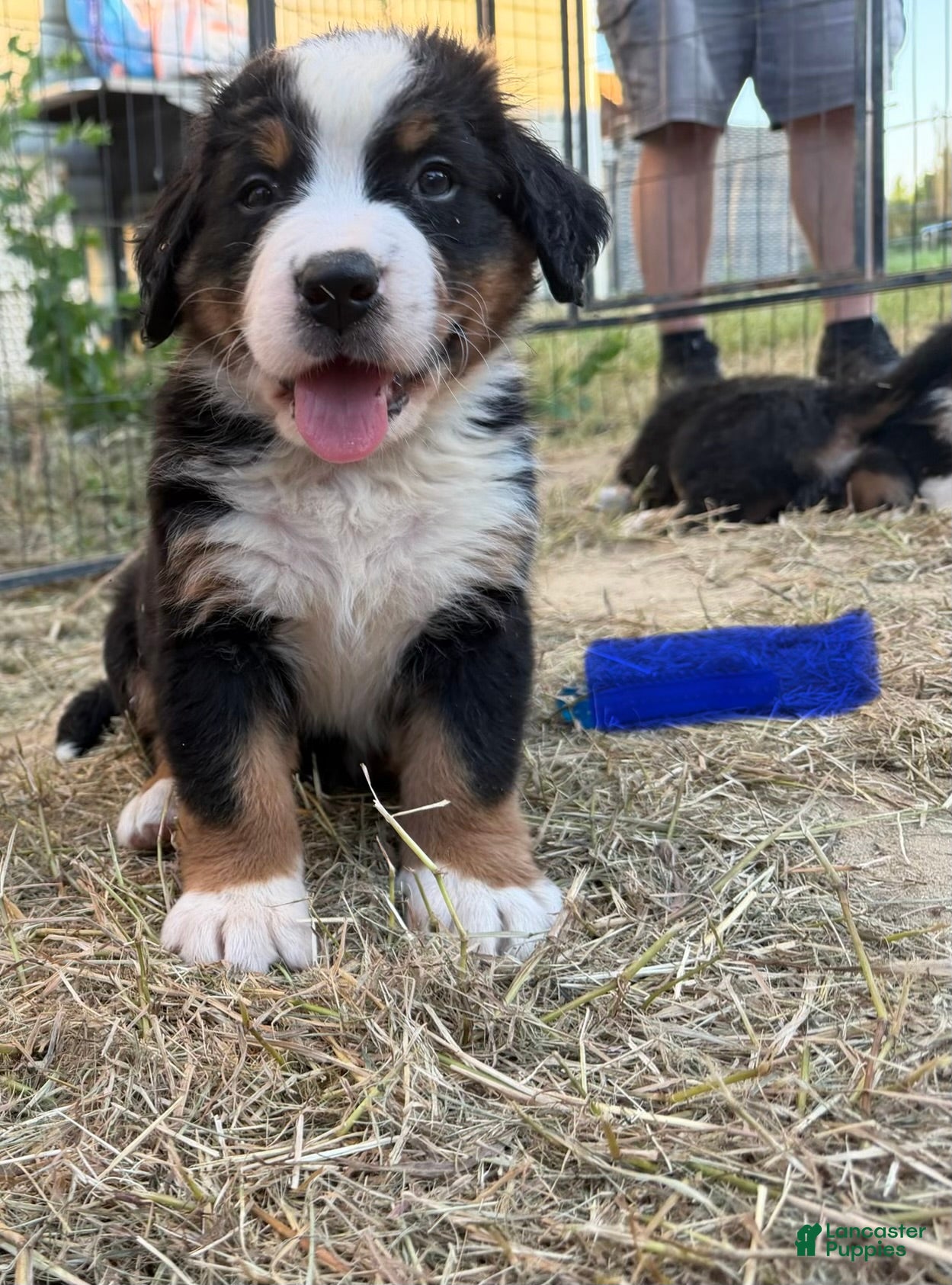Bernese Mountain Dog dogs Blue - Ad 16