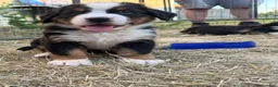 Bernese Mountain Dog dogs for sale: Blue - Ad 1