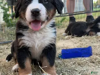 Bernese Mountain Dog dogs Blue - Ad 16