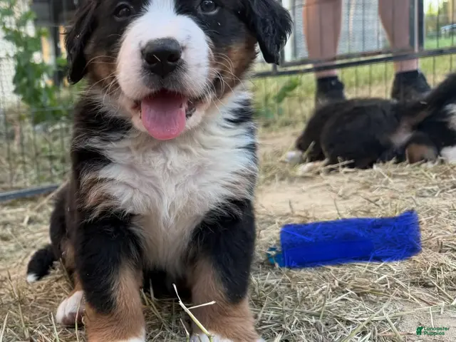 Bernese Mountain Dog dogs Blue - Ad 5