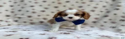 Cavalier King Charles Spaniel dogs for sale: Owen - Ad 8