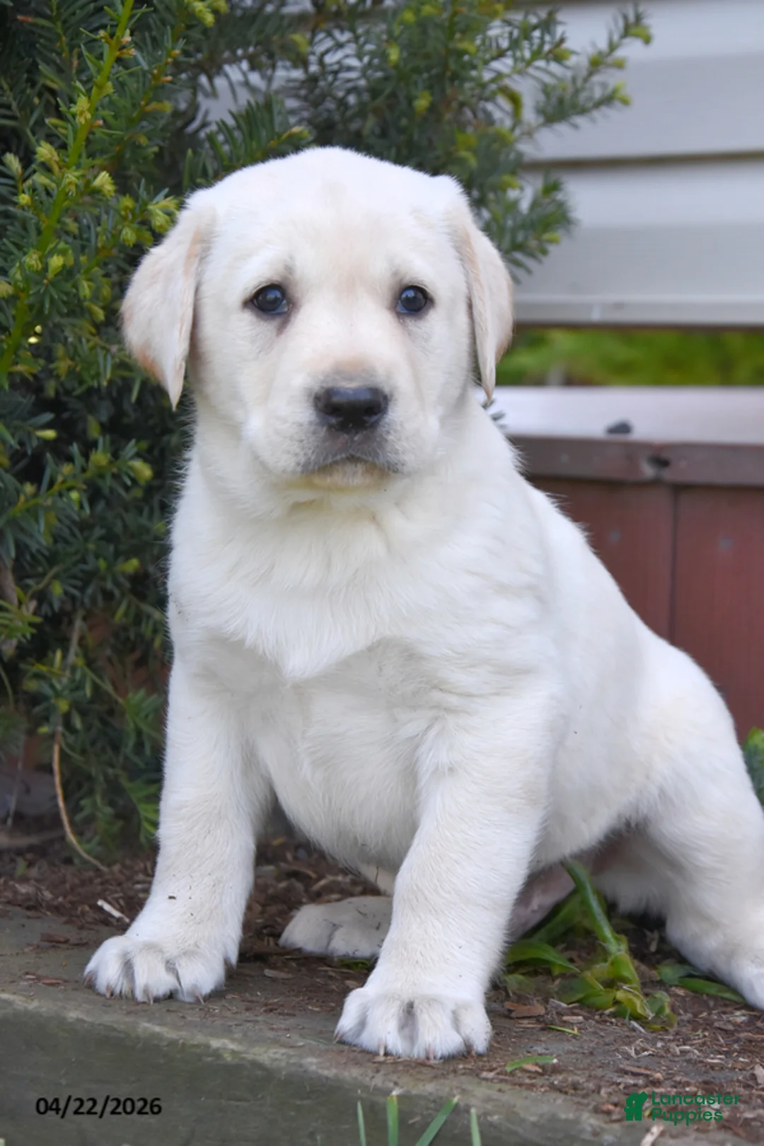 Labrador Retriever dogs for sale: Weston - Ad 2