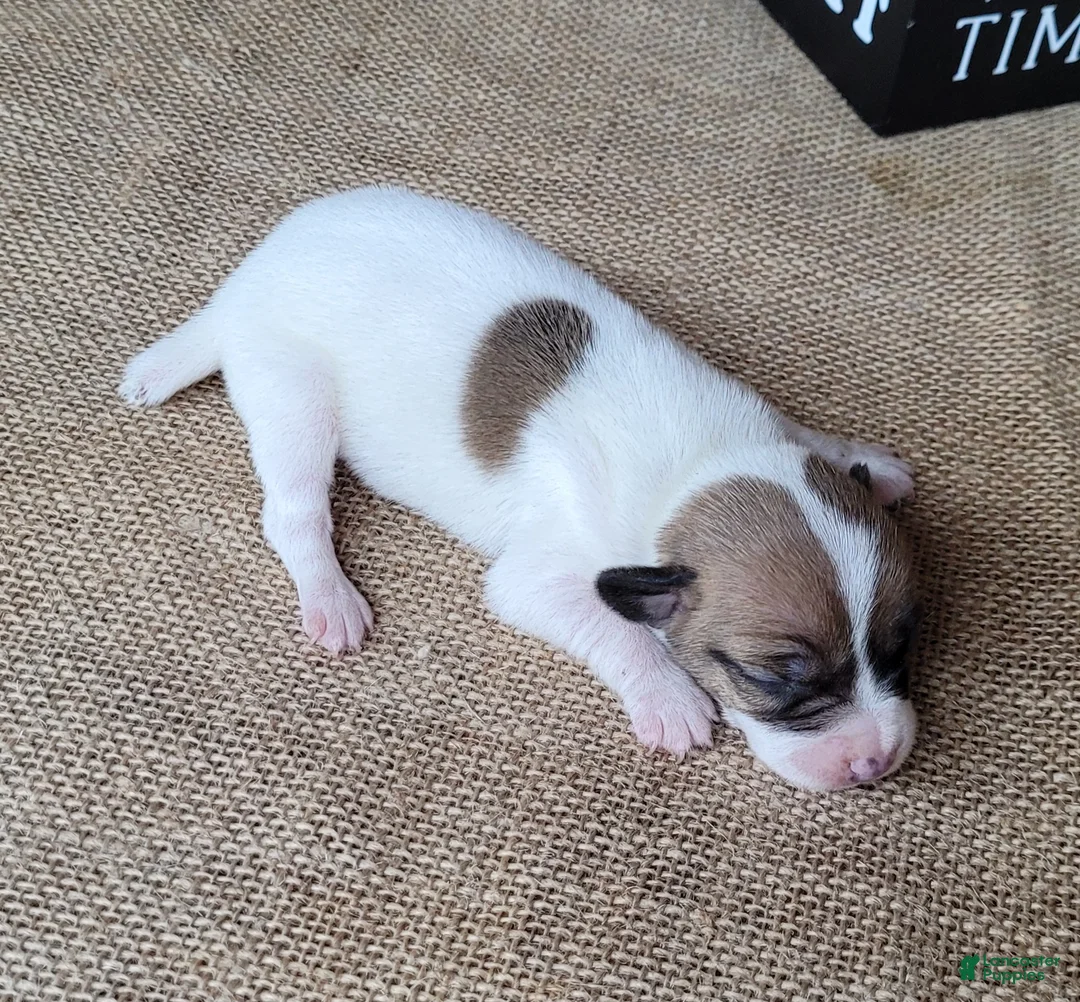 Jack Russell Terrier dogs for sale: Racer JRT Delivery available  - Ad 5