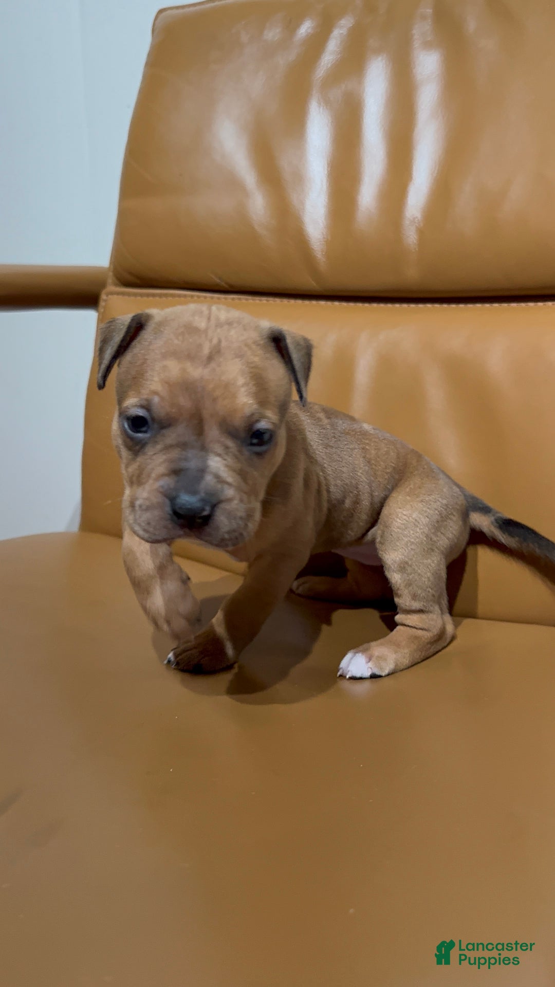 American Bully dogs for sale: American Bully Puppy 1 - Ad 3