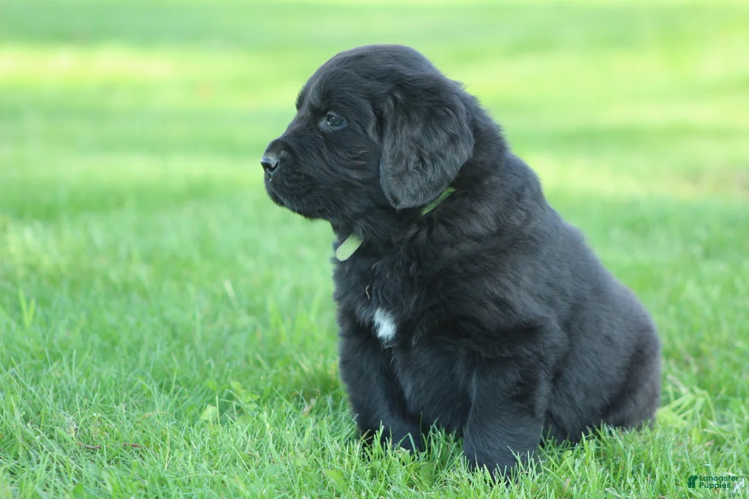 Newfoundland dogs for sale: Hugo - Ad 1