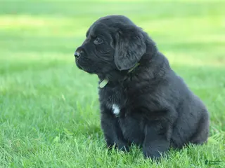 Newfoundland dogs for sale: Hugo - Ad 2