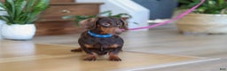 Miniature Dachshund dogs for sale: Skye - Ad 18