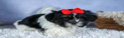Shih Tzu dogs for sale: HENRY - Ad 10
