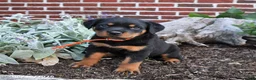 Rottweiler dogs for sale: Blossom - Ad 5