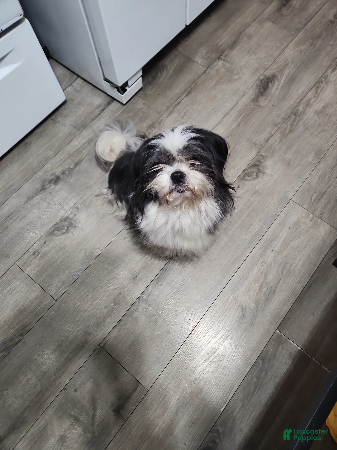 Shih Tzu dogs for sale: Shih Tzu Puppy 5 - Ad 2