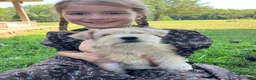 Miniature Schnauzer dogs for sale: Zoey - Ad 14