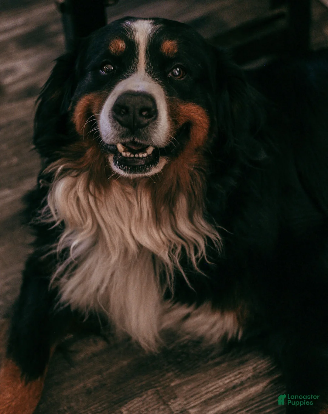 Bernese Mountain Dog dogs for sale: Yellow Female - Ad 4