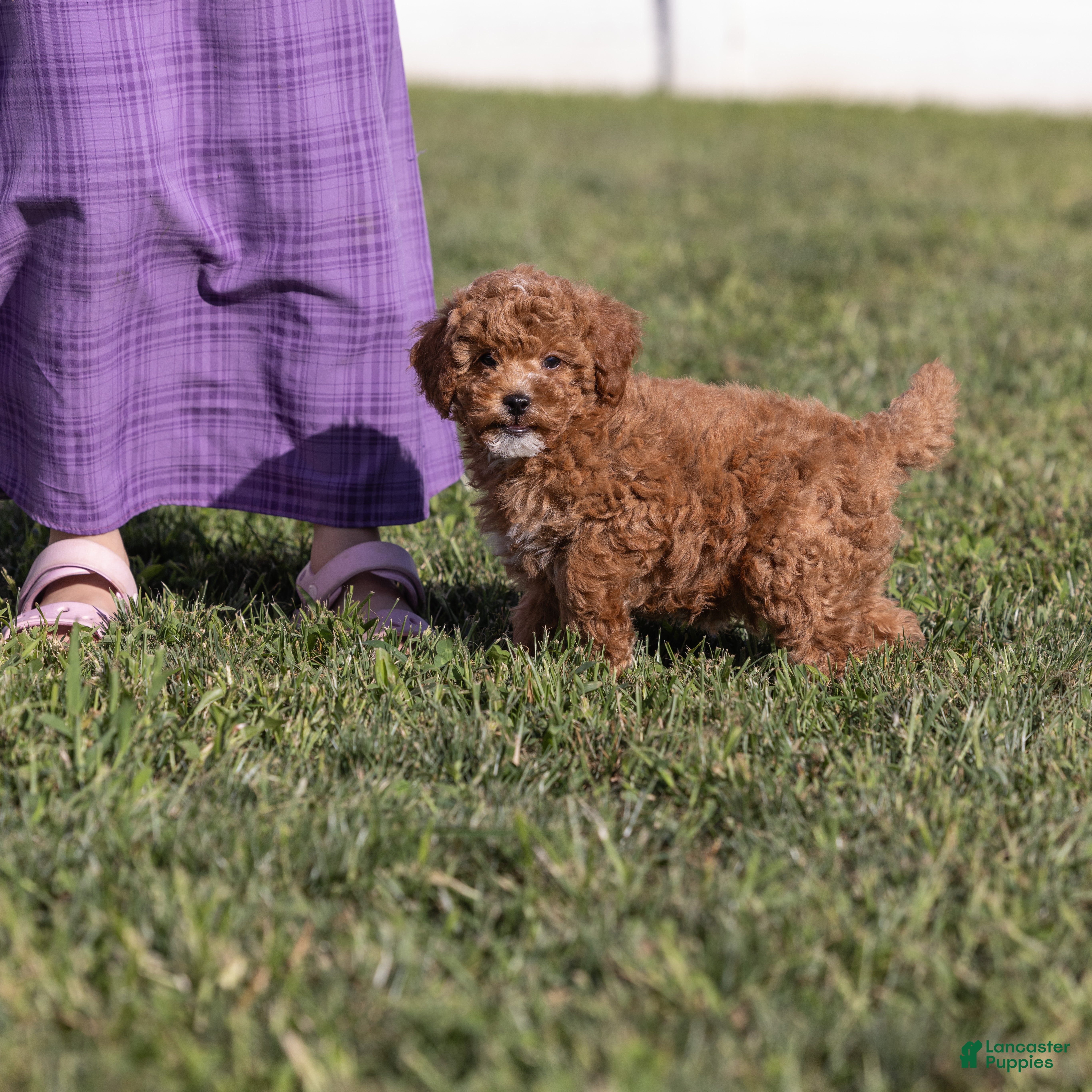 Miniature Poodle dogs Glee - Ad 2