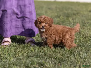 Miniature Poodle dogs Glee - Ad 2