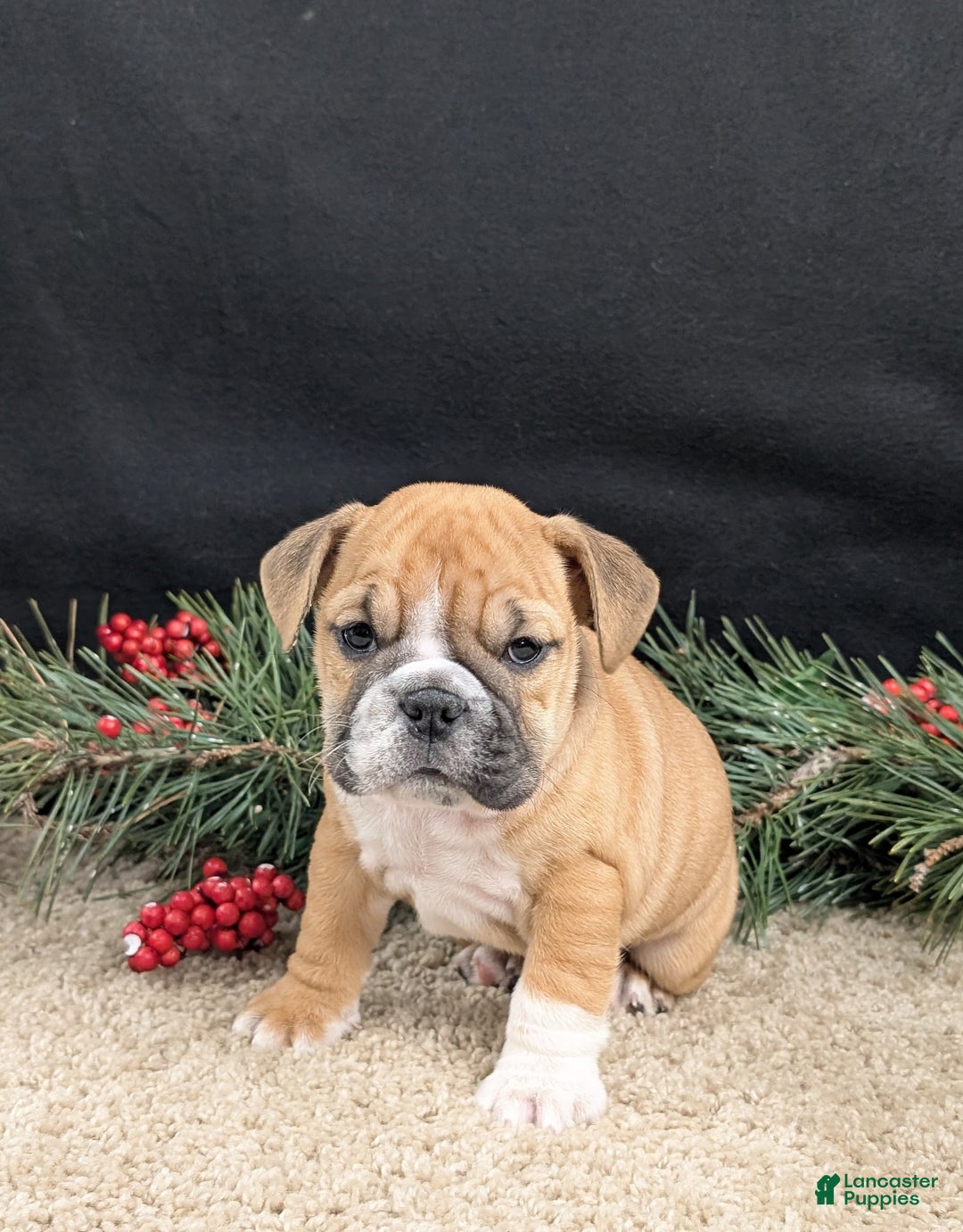 English Bulldog dogs for sale: Joy  - Ad 4