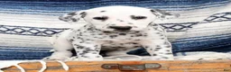 Dalmatian dogs for sale: Brittney - Ad 3